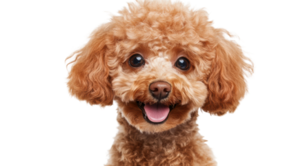 トイプードルの子犬