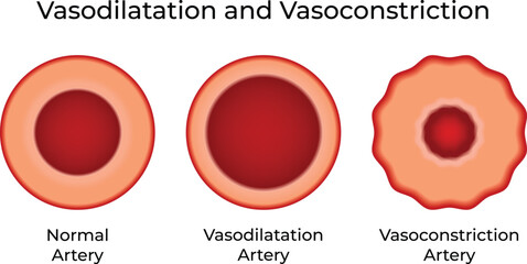 Vasodilatation and Vasoconstriction Science Design Vector Illustration Diagram