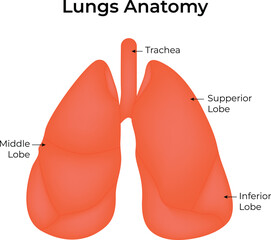 Lungs Anatomy Science Design Vector Illustration Diagram