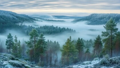 Beautiful aerial view of a misty pine forest in winter with foggy hills, a stunning landscape, forest trees in the background