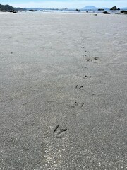 footprints on the beach