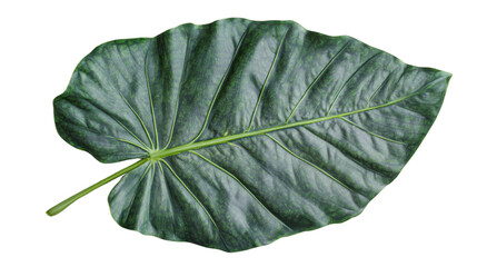 Large tropical green leaf showing veins on transparent background