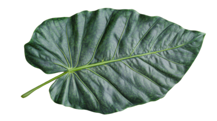 Large tropical green leaf showing veins on transparent background
