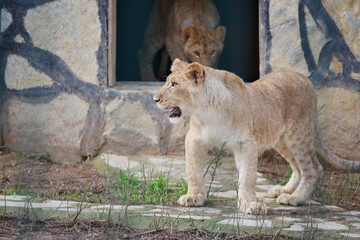 Lion cub exploring outdoor habitat near cave entrance