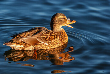 Southern Urals, female mallard (Anas platyrhynchos) on the water.