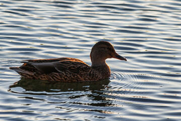 Southern Urals, female mallard (Anas platyrhynchos) on the water.