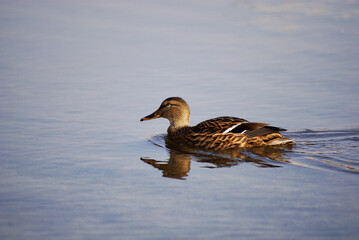 Southern Urals, female mallard (Anas platyrhynchos) on the water.