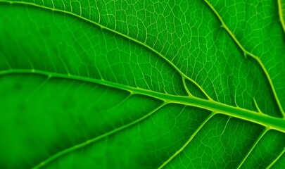 Obraz premium A detailed macro of a leaf with deep emerald green hues, glowing veins, and intricate textures, illuminated by soft sunlight for a natural aesthetic.