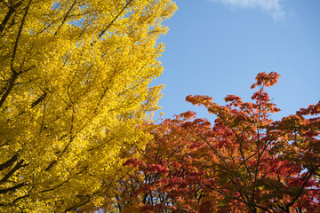 イチョウ並木で有名な北海道大学（北大）で撮影した紅葉の写真