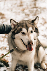 huge malamute in the forest