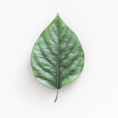 Closeup View Of A Green Leaf On A White Background With Detailed Veining