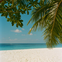 Fototapeta premium Tropical Beach Scene with Palm Trees and Clear Water