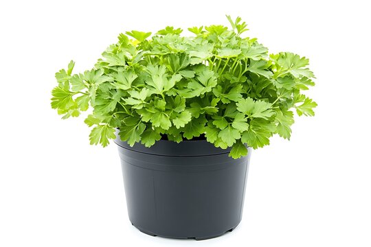 a bushy parsley plant
