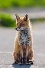 キタキツネの春