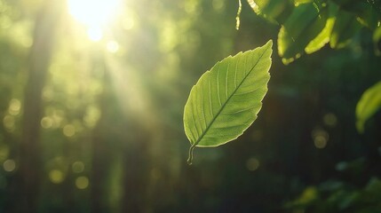 Sunlit leaf falling in forest; nature background; perfect for eco themes