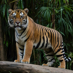 Fototapeta premium An Asian tiger stands proudly in front of the forest