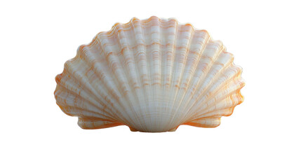 beautiful seashell with intricate ridges and soft orange hue, perfect for coastal decor