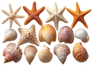 Colorful starfish and seashells arranged on transparency background, showcasing marine beauty