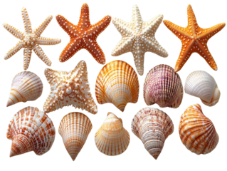 Colorful starfish and seashells arranged on transparency background, showcasing marine beauty