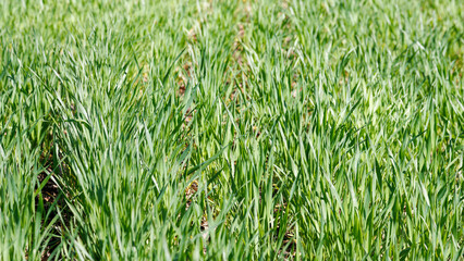 A vibrant close-up view of a lush green wheat field in spring, showing young, healthy plants growing under natural sunlight.