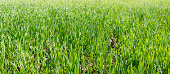 A vibrant close-up view of a lush green wheat field in spring, showing young, healthy plants growing under natural sunlight.