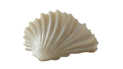 beautiful, smooth seashell with ridges, showcasing natural, elegant design