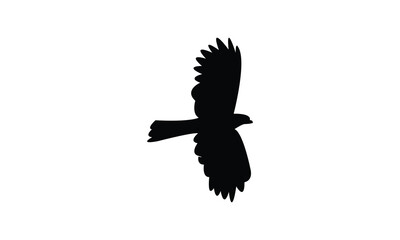 Flying African cuckoo hawk bird Silhouette Design  And Vector Illustration. 