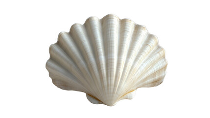 beautiful white seashell with intricate ridges and curves, perfect for beach decor or marine themed designs