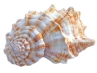 Obraz premium beautiful seashell with intricate patterns and textures, showcasing natural colors and shapes