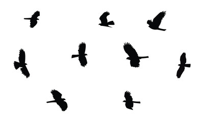 Flying African cuckoo hawk bird Silhouette Design  And Vector Illustration. 