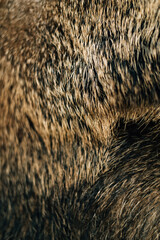 wild boar wool texture close up