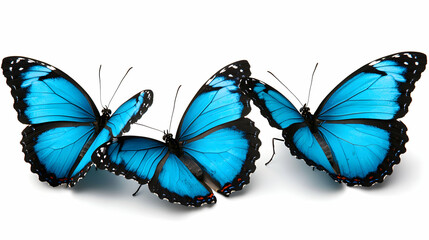 Obraz premium Two Vibrant Blue Morpho Butterflies on White Background
