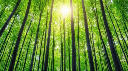 Fototapeta premium Sunlight streams through lush green forest canopy, creating a vibrant, high angle view of tall slender trees. Bright sunlight illuminates the leaves