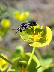 Anthophila. La abeja recolectando néctar de una flor de euphorbia nicaeensis. 