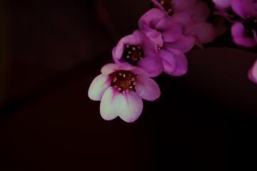 La naturaleza y su magia © cristina