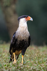 The crested caracara, Caracara plancus, also known as the Mexican eagle