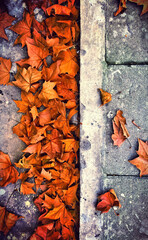autumn leaves on the ground
