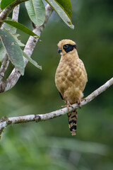 The laughing falcon, Herpetotheres cachinnans, family Falconidae