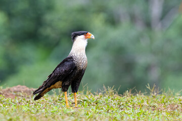 The crested caracara, Caracara plancus, also known as the Mexican eagle