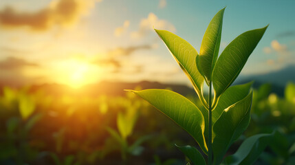 Obraz premium Vibrant Green Tea Plants at Sunrise