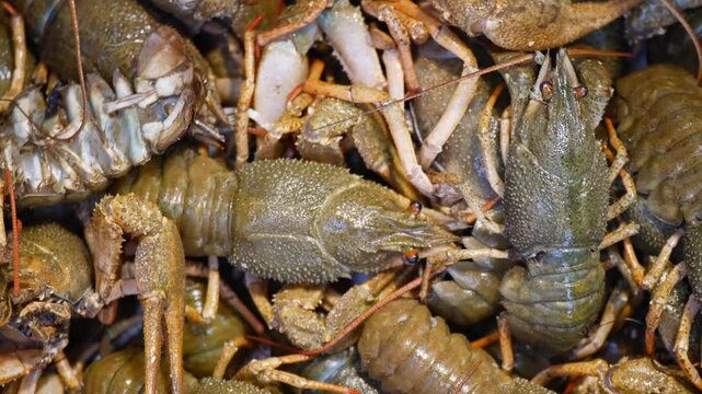 Fresh crayfish stacked for sale at local seafood market
