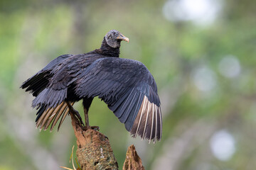 Coragyps atratus, The black vulture, also known as American or Mexican vulture