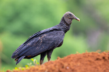 Coragyps atratus, The black vulture, also known as American or Mexican vulture