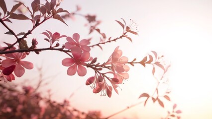 a flowered branch with a sun in theى blurry behind it, along with grass, sun, and sun