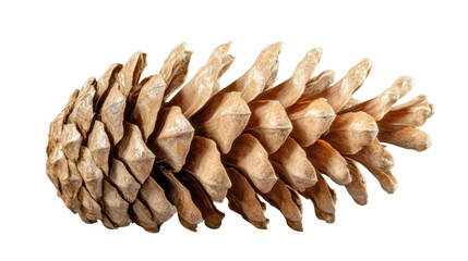 Single pine cone laying on transparent background