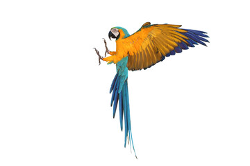 Colorful flying Blue and Gold Macaw parrot isolated on transparent background png file