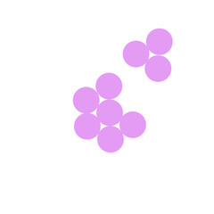 staphylococcus aureus bacteria