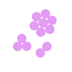 staphylococcus aureus bacteria