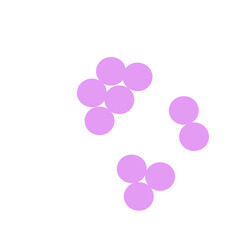 staphylococcus aureus bacteria