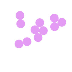 staphylococcus aureus bacteria